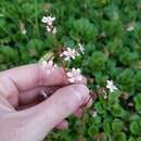 Image of Saxifraga urbium D. A. Webb