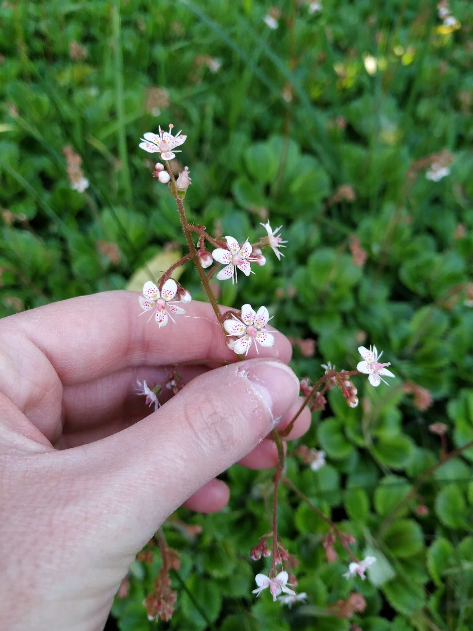 Image of Saxifraga urbium D. A. Webb