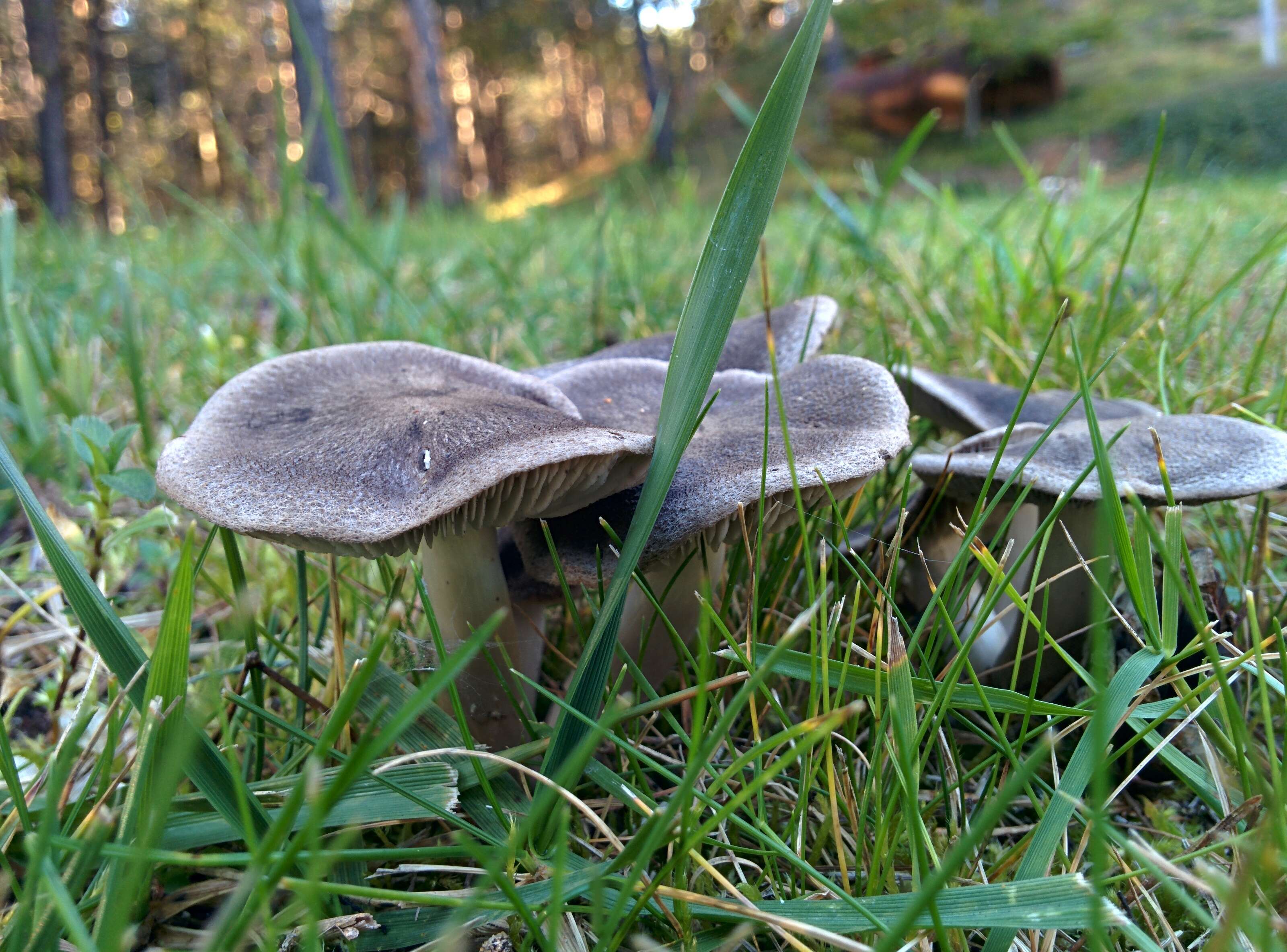 Image of Grey Agaric