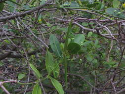 Image of Secamone alpini Schultes