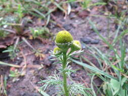 Слика од Matricaria discoidea DC.