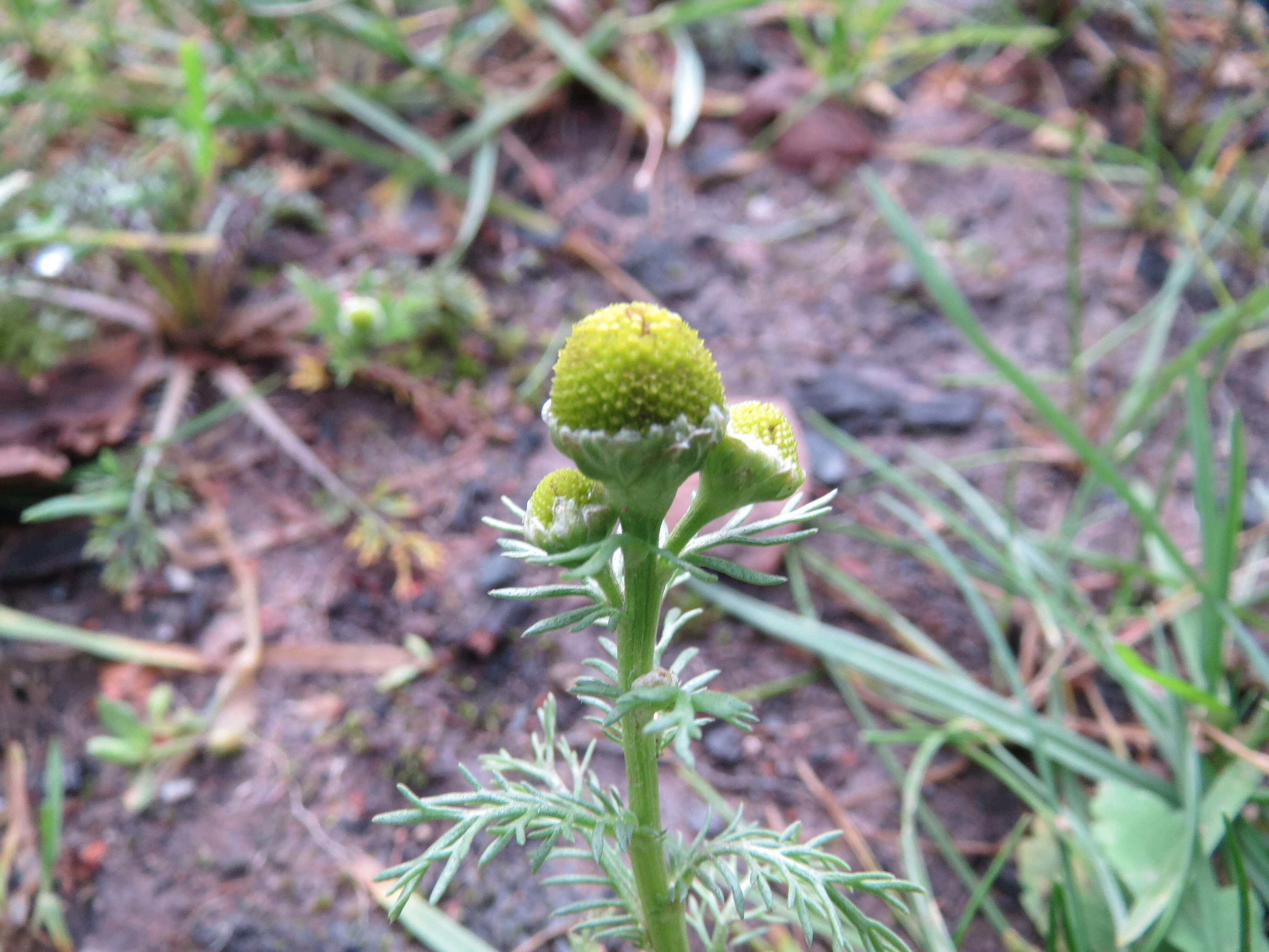 Image of disc mayweed