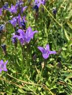 Image de Campanula wilkinsiana Greene