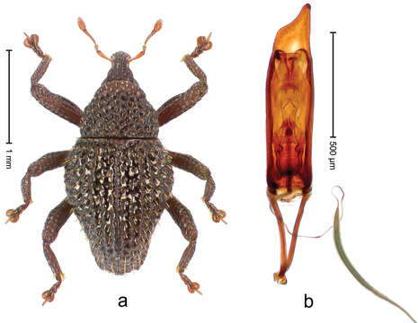 Image of Trigonopterus diengensis Riedel 2014