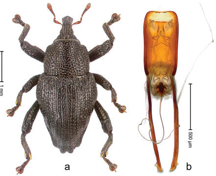 Image of Trigonopterus dimorphus Riedel 2014