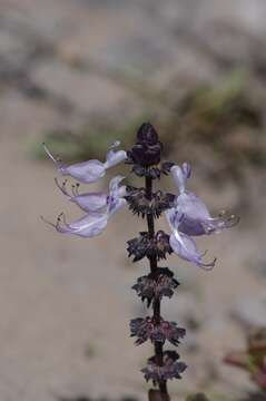 Plectranthus pentheri (Gürke) van Jaarsv. & T. J. Edwards的圖片