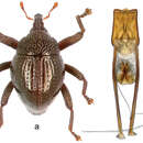 Image of Trigonopterus disruptus