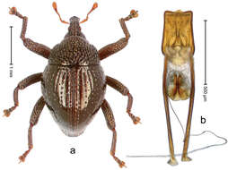 Image of Trigonopterus disruptus