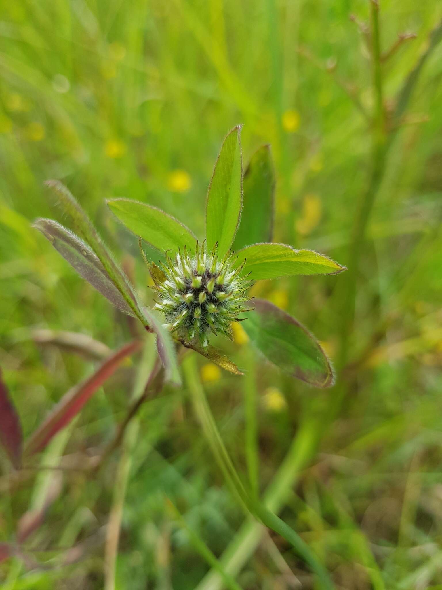 Image of Trifolium squarrosum L.