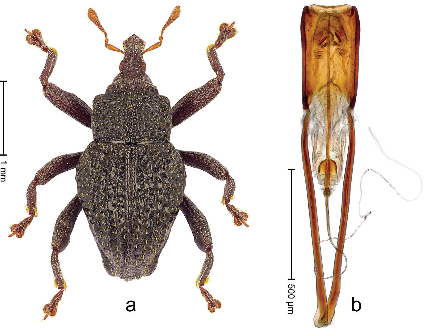 Image of Trigonopterus duabelas Riedel 2014