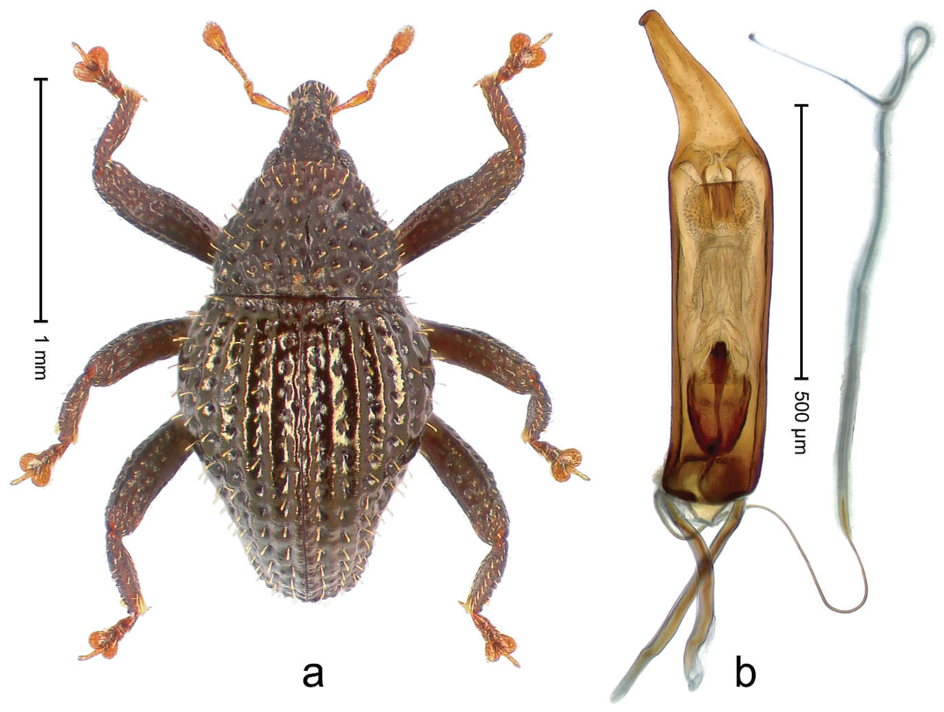 Image of Trigonopterus echinatus Riedel 2014