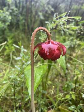 Image of Sarracenia purpurea var. montana D. E. Schnell & R. O. Determann