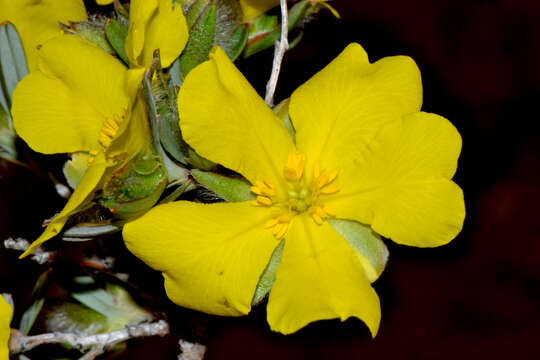 Image of Hibbertia glomerosa (Benth.) F. Müll.