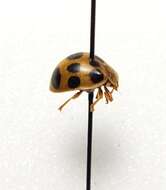 Image of Squash Lady Beetle
