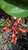 Image of Bauhinia phoenicea Wight & Arn.