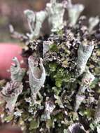 Plancia ëd Cladonia carneola (Fr.) Fr.