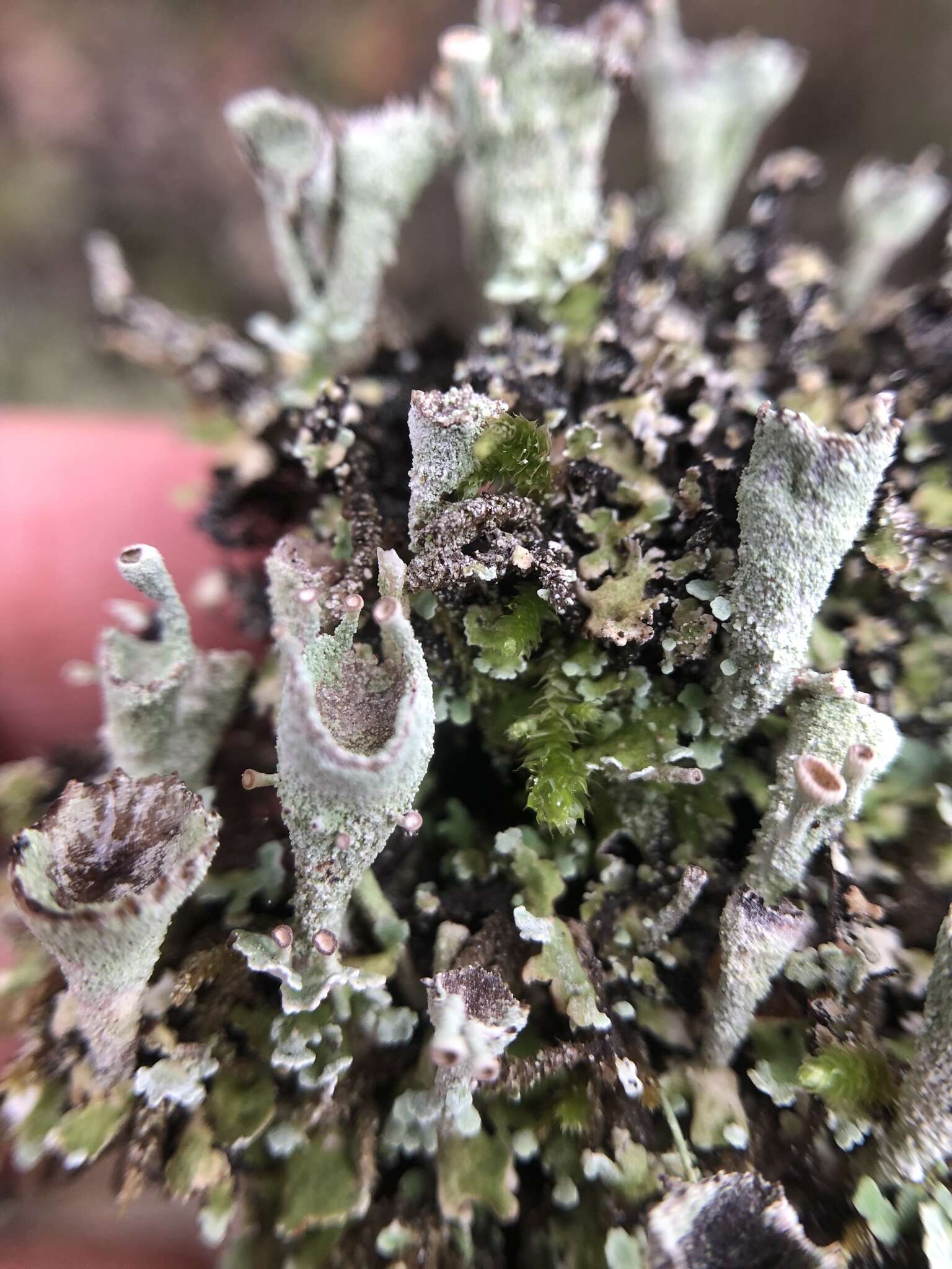 Plancia ëd Cladonia carneola (Fr.) Fr.