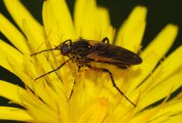 Image of Empis opaca Meigen 1804