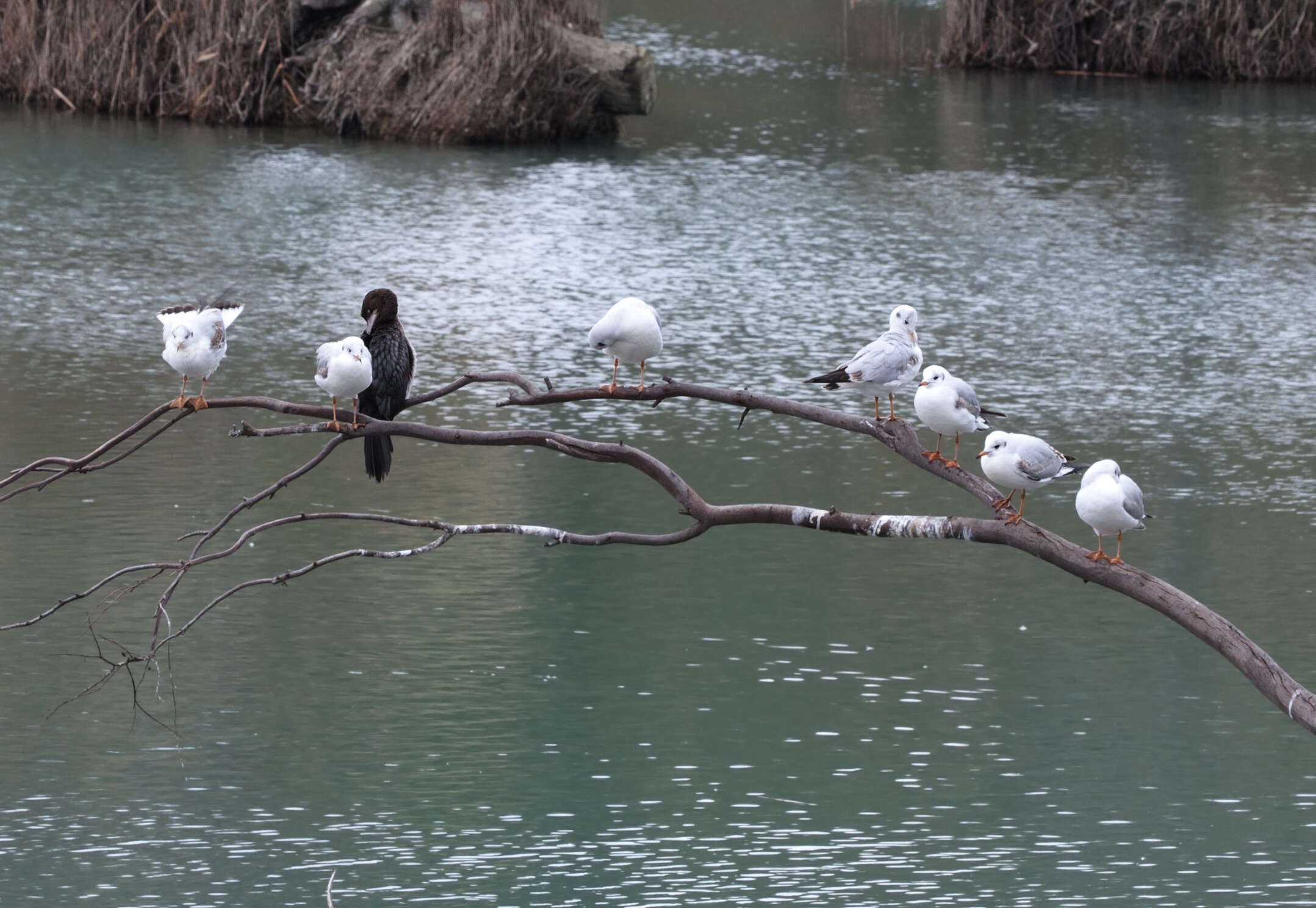 Image of Pygmy Cormorant