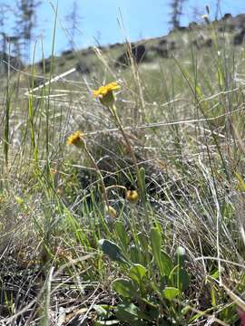 Image of western ragwort