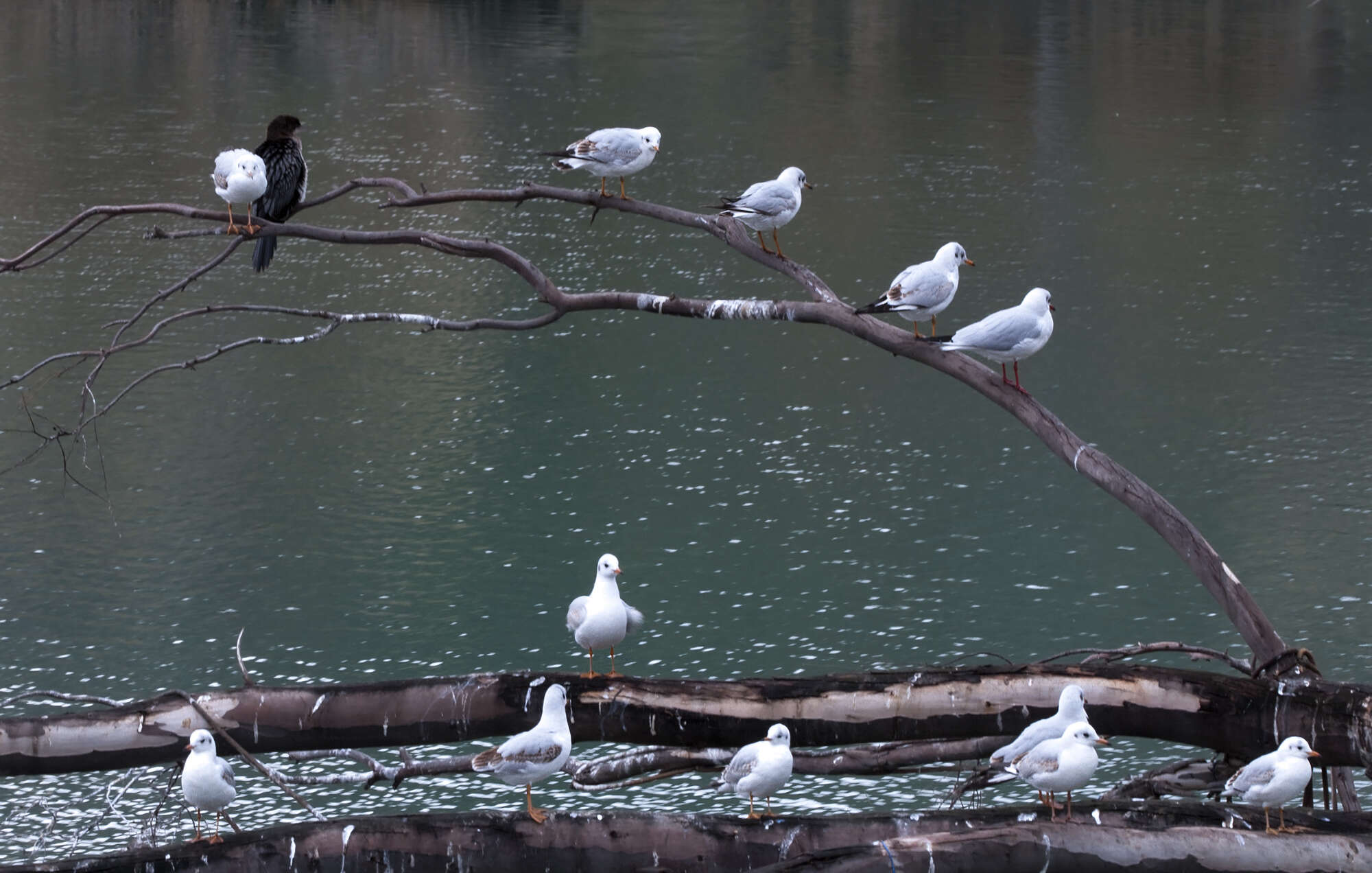 Image of Pygmy Cormorant