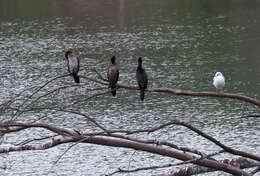 Image of Pygmy Cormorant