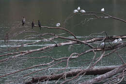 Image of Pygmy Cormorant