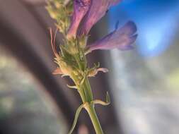 Image of sulphur penstemon