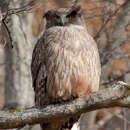 صورة Bubo blakistoni Seebohm 1884