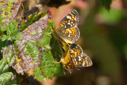 Image of Pearl Crescent