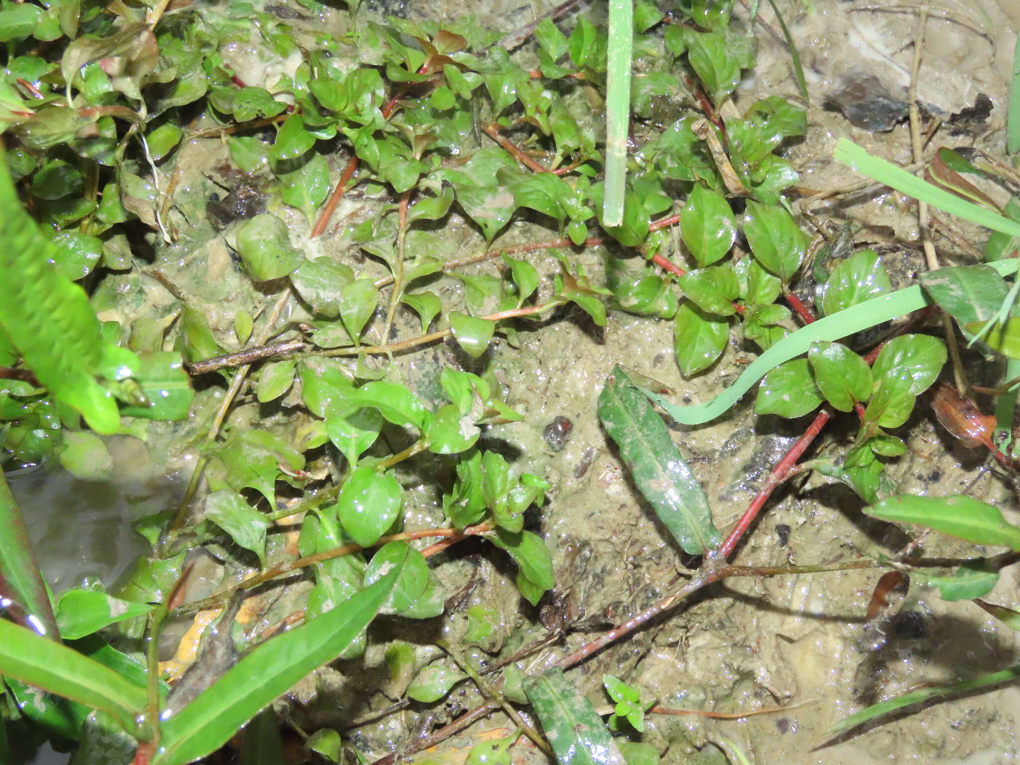 Image of Ludwigia ovalis Miq.