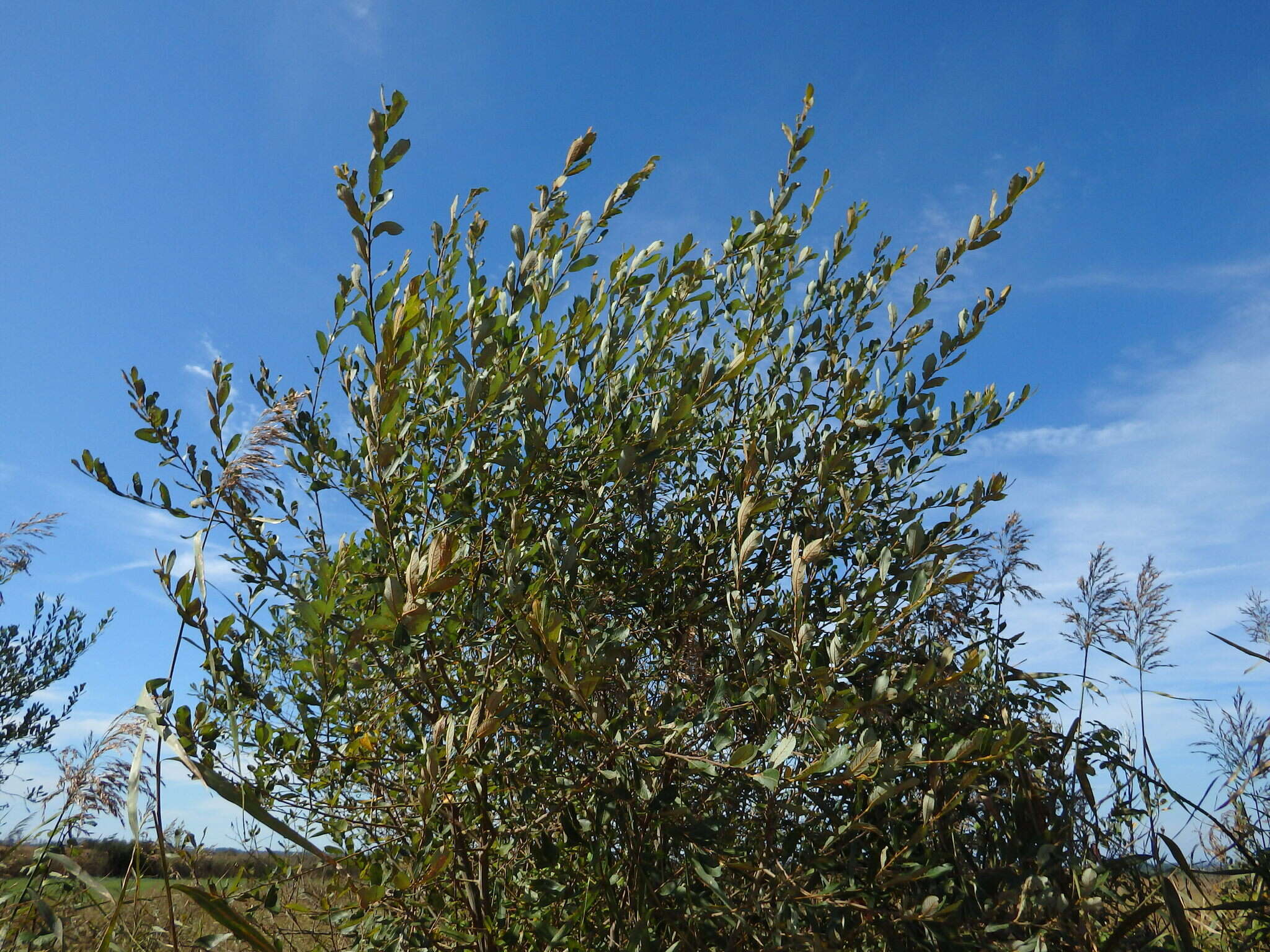 Image de Salix atrocinerea Brot.