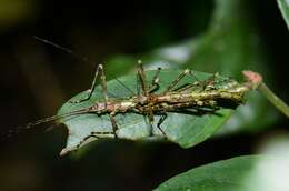 Image of Parabrosoma brevifemurum Seow-Choen 2018