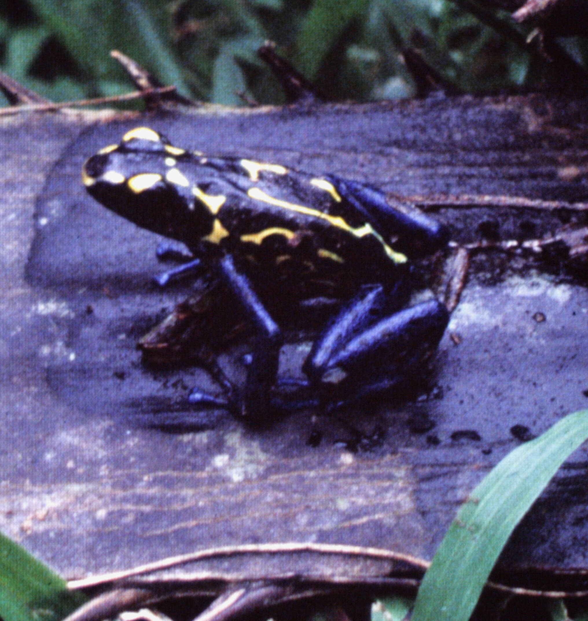 Image of Dyeing Poison Frog