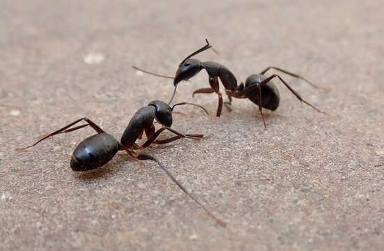 Image of Camponotus compressus (Fabricius 1787)