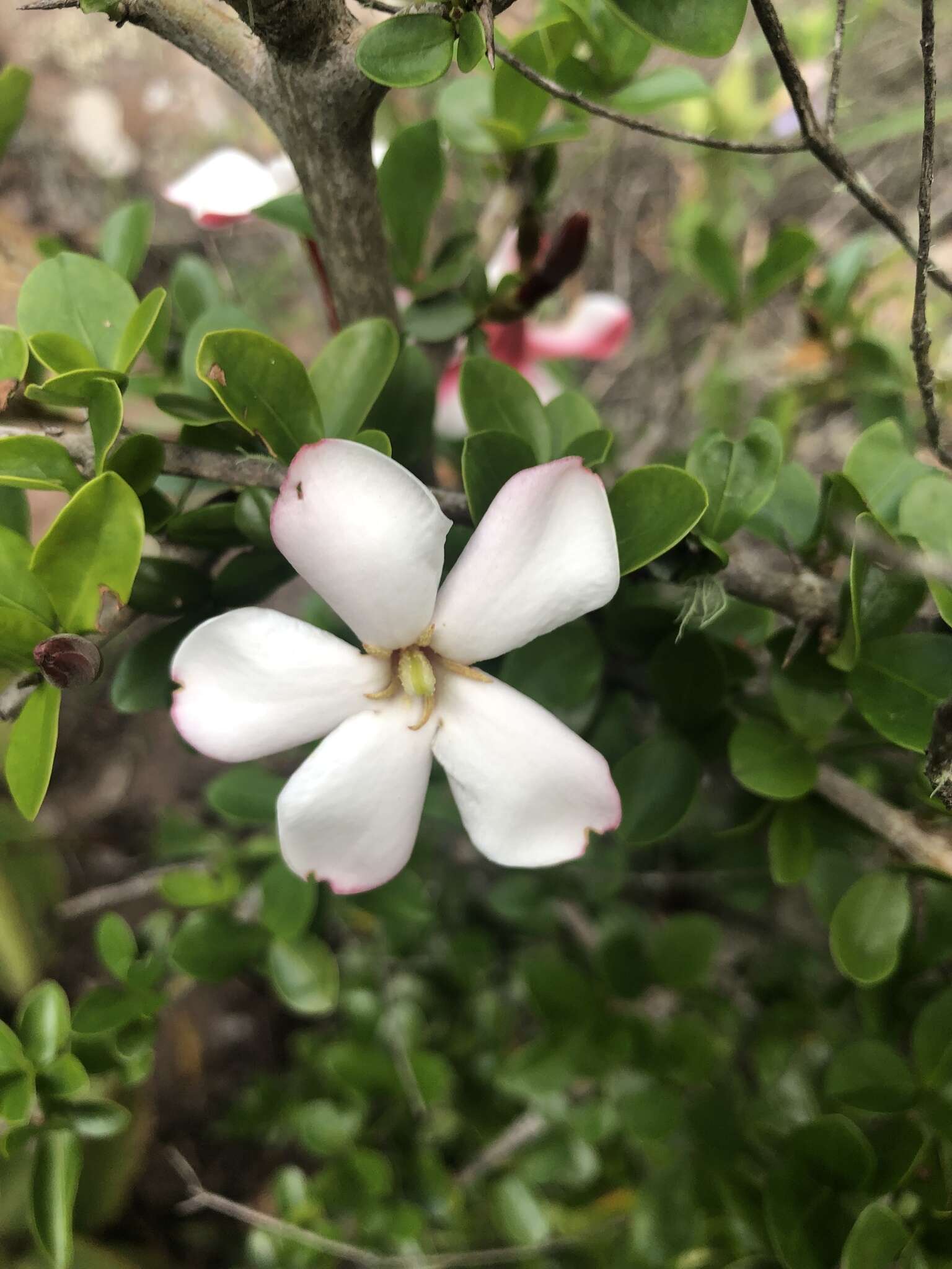 Image of Hyperacanthus amoenus (Sims) Bridson