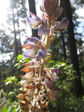 Image of Lupinus mexicanus Lag.