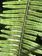 Image of plumed rockcap fern