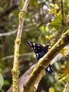 Image de Ctenuchidia subcyanea Walker 1854