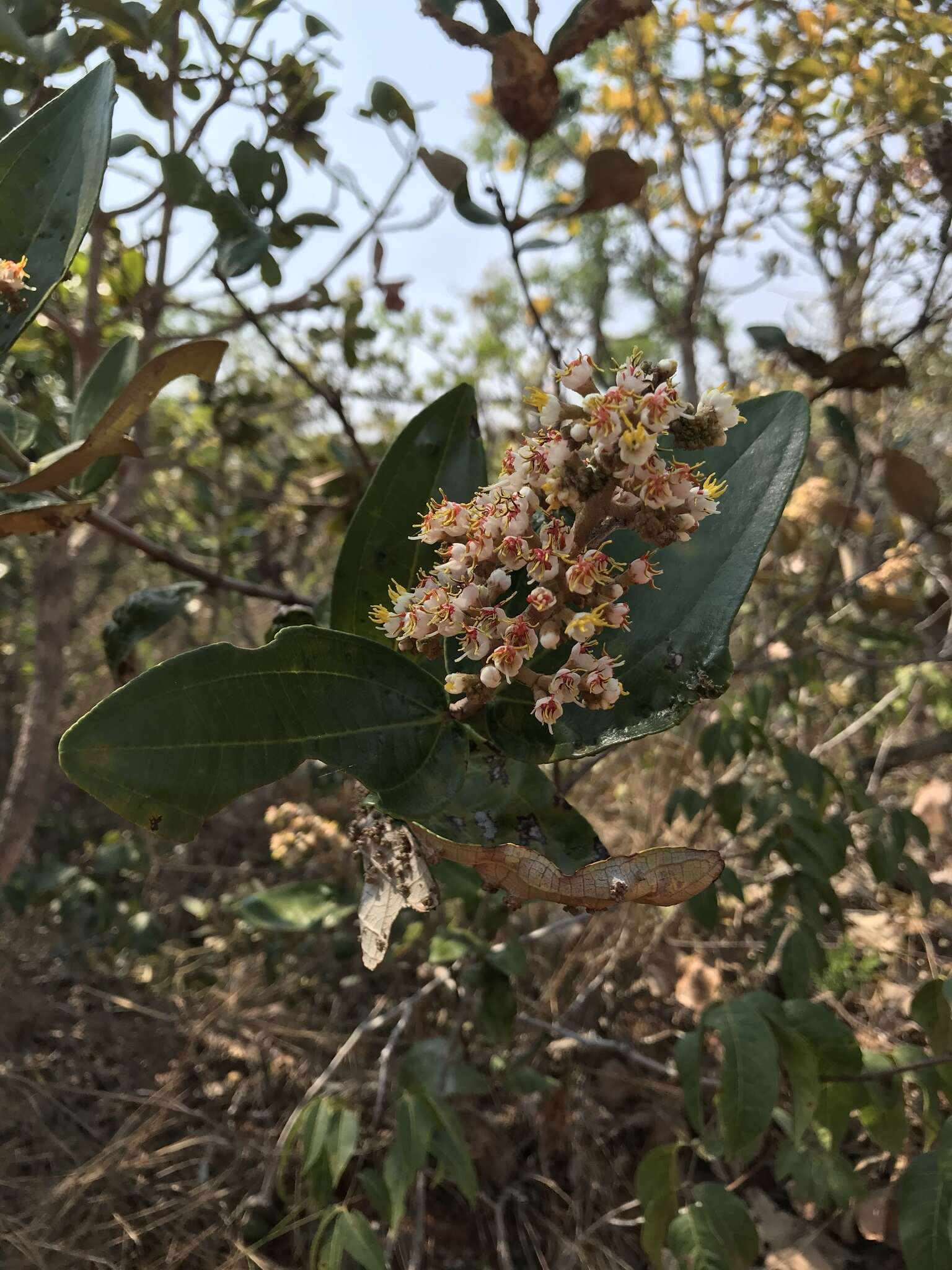 Image of Miconia fallax DC.