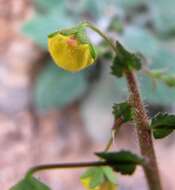 Sivun Verbascum arcturus L. kuva