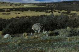 Image of Lesser Rhea