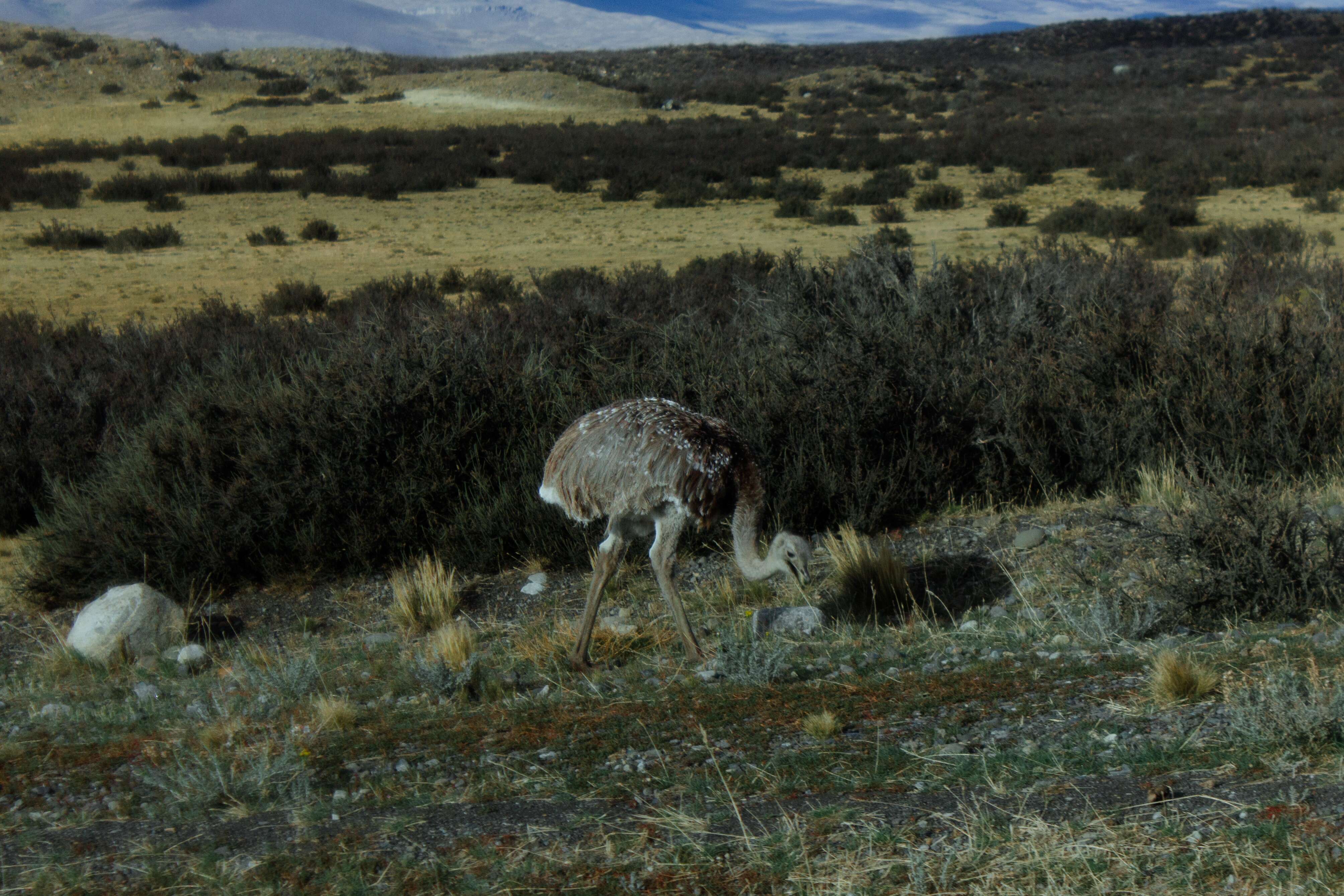 Image of Lesser Rhea