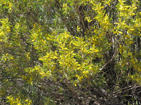 Image of Acacia kempeana F. Muell.