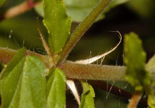 Image of Monsonia burkeana Planch. ex Harv. & Sond.