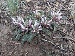 Image of dwarf lousewort