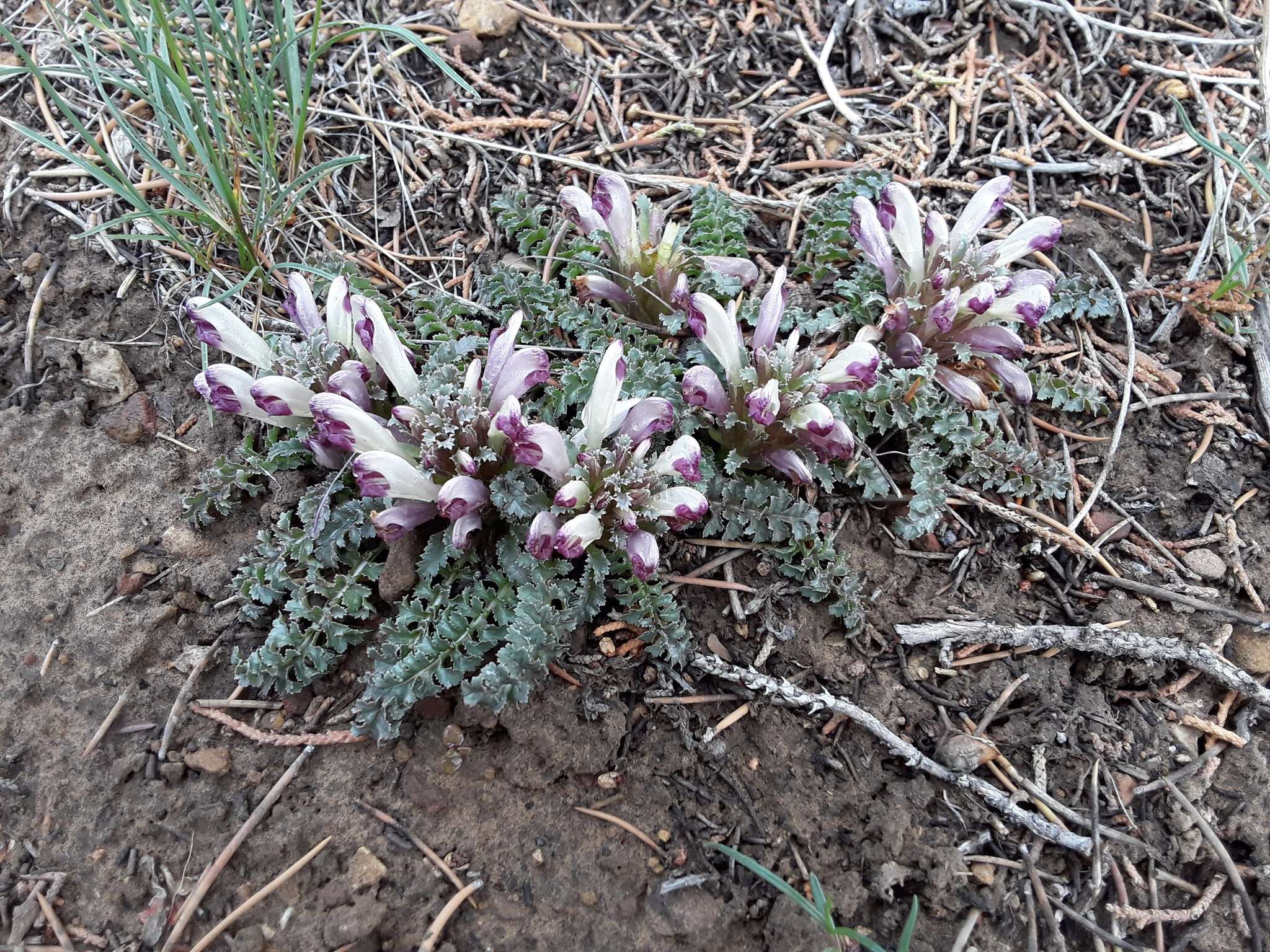 Image of dwarf lousewort