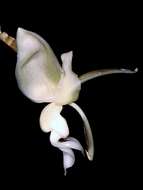 Image of Stanhopea lietzei (Regel) Schltr.