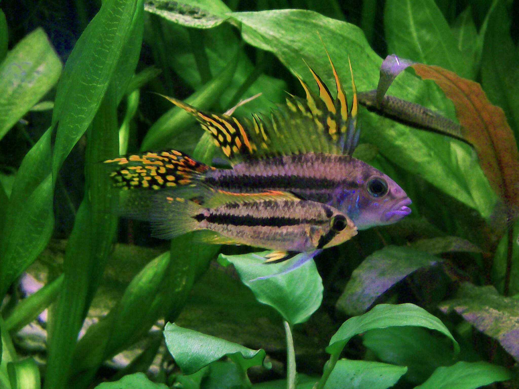 Image of Cockatoo Dwarf Cichlid