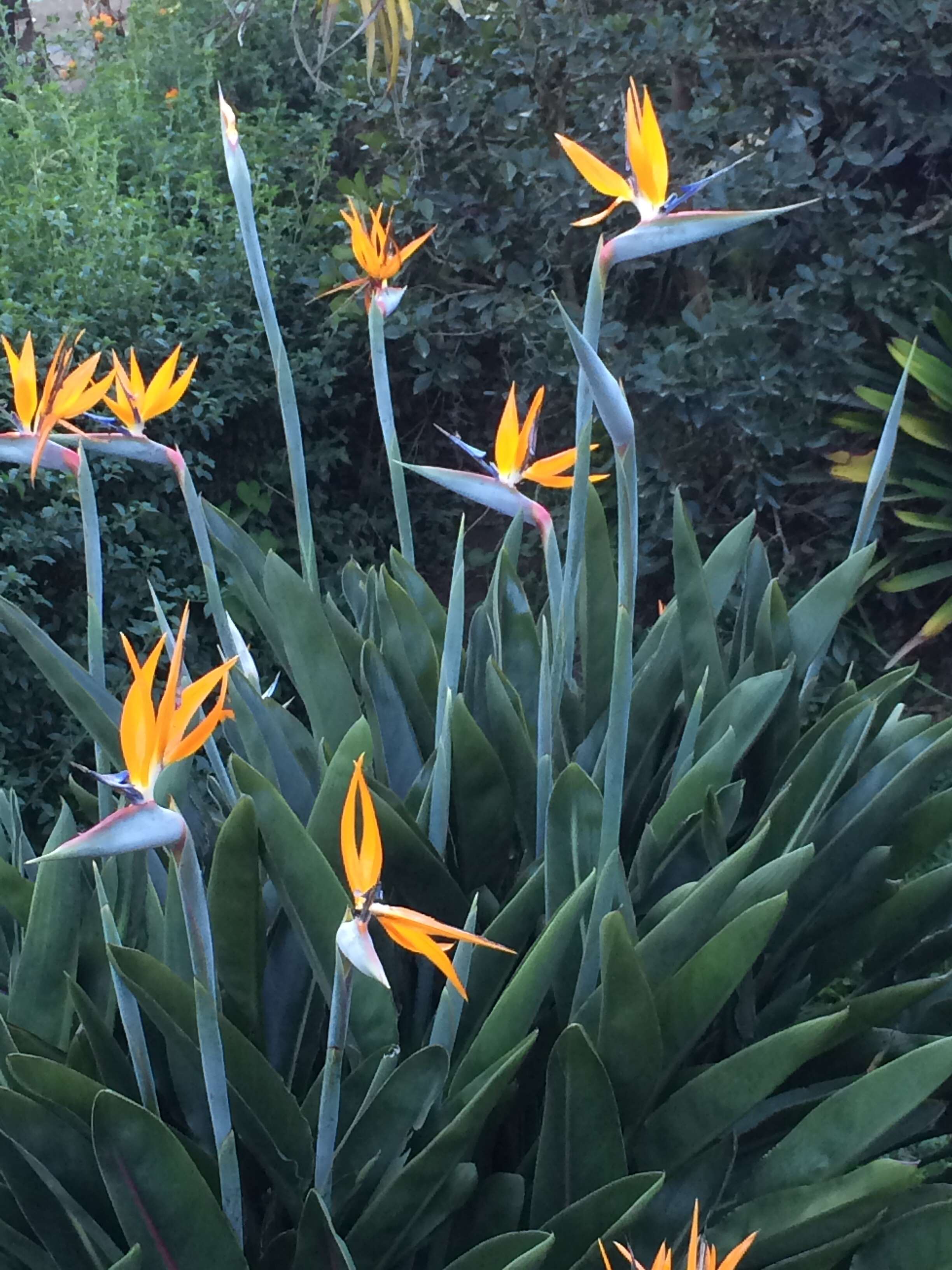 Image of Bird of paradise plant